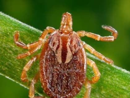 В Целинском районе три человека заболело КГЛ и один  — лихорадкой Ку