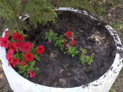 В Таганроге похитили высаженные на улице Фрунзе цветы