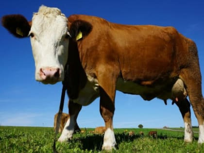 В Ростовской области модернизируют пять молочных ферм