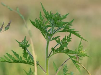 Жителя Дона арестовали на трое суток за отказ от обязательных работ