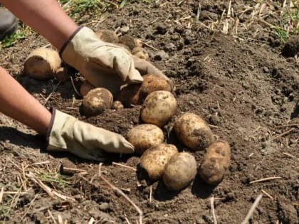 На Дону спрогнозировали падение цен на картофель