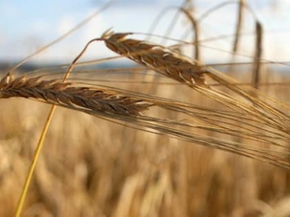 В октябре продолжили расти мировые цены на зерно и подсолнечное масло