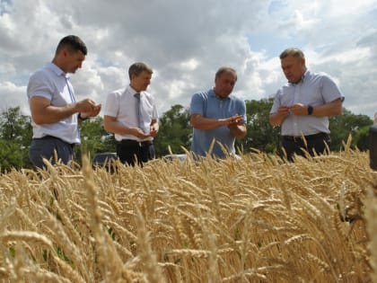 Полевой дневник: донская жатва миновала «экватор»
