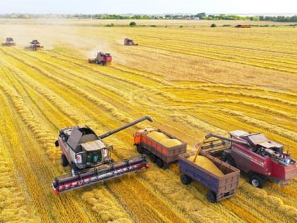 Ожидаемый рекордный урожай пшеницы может уйти под снег