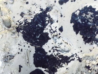 Волгодончанка на передовой экологической битвы: спасение птиц на Чёрном море