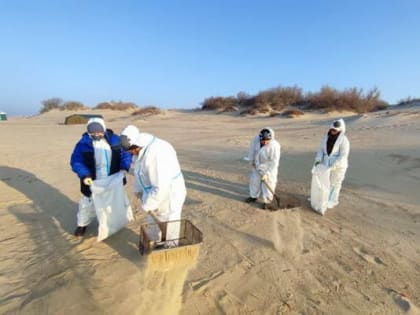 На пляже «Витязь» в Анапе обнаружили новые выбросы мазута
