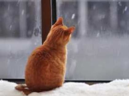 Снег с дождем прогнозируют в городе Шахты в начале зимы