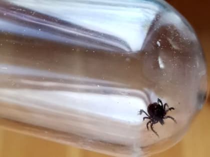 Ростов стал лидером в регионе по числу укушенных клещами