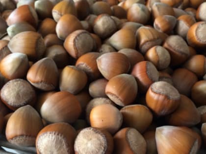 В Ростовской области больше 1 млрд рублей вложат в плантацию фундука