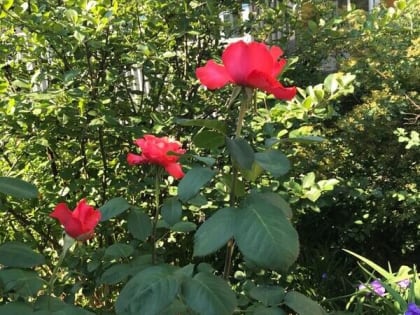 В Шахтах на День молодежи будет тепло и ветрено