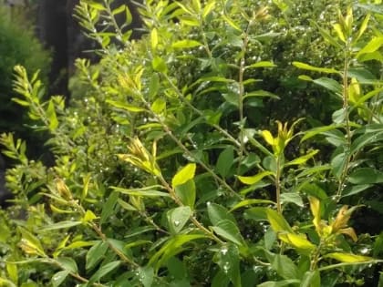 Август в Шахтах начнется с жары и дождей