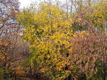 Погода в Таганроге 6 ноября: пасмурно, дождливо, днем +15°