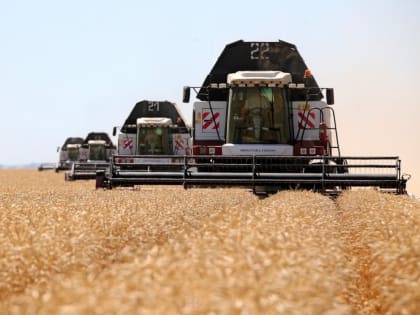 Валовой сбор ранних зерновых на Дону превысил 11,8 млн тонн