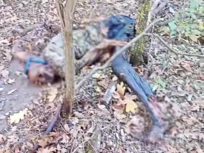 Волгодонск потрясен находкой скелетированных останков