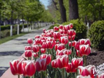В Ростове высадят более миллиона тюльпанов