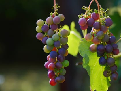 Вдвое выросло производство вина в Ростовской области