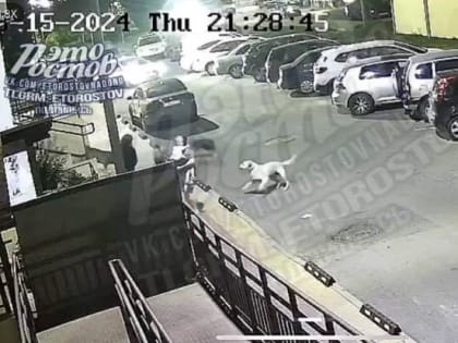 Агрессивные бродячие собаки продолжают угрожать жителям Ростова