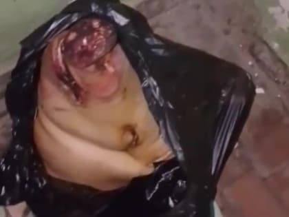 Свиную голову подкинули в подъезд многоквартирного дома в Волгодонске