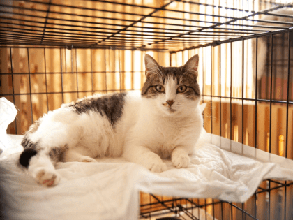 В Ростове-на-Дону 4 июня откроется зоофестиваль для поиска хозяев животным из приютов