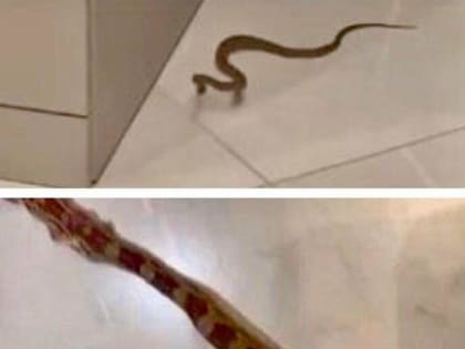 Змея, сбежавшая из квартиры, укусила мужчину