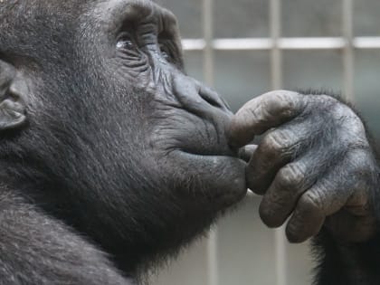 Ростовский зоопарк не сможет принять некоторых животных из ДНР и ЛНР