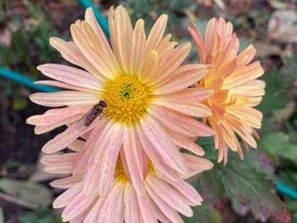 В День знаний в Шахтах будет облачно и жарко