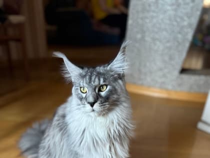 В Ростовской области коты съели свою хозяйку