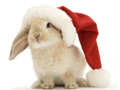 Ростовчане к Новому году активно скупают игрушечных белых кроликов