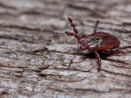 На Дону начался сезон сезон активности иксодовых клещей