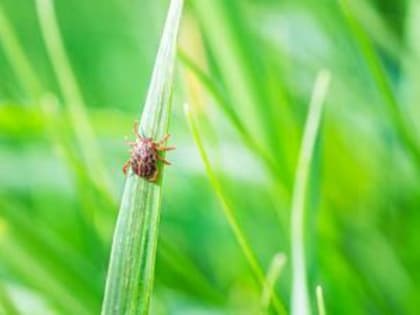 В Ростовской области клещи покусали 83 ребенка