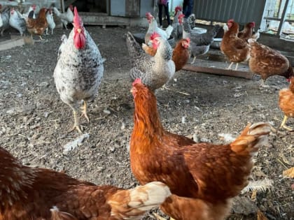 Вспышка птичьего гриппа зафиксирована в Ростовской области