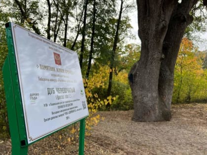 Памятное событие в честь победы дуба в конкурсе «Российское дерево года-2024»