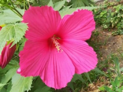 На выходных шахтинцам обещают дожди и сильный ветер