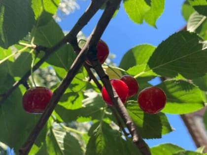 Последний день июня в Шахтах будет жарким и солнечным