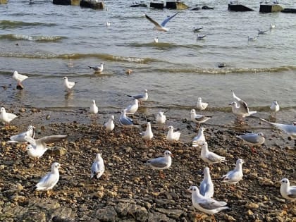 Погода в Таганроге 5 ноября, небольшой дождь, тепло и облачно