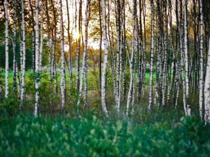 Народные приметы на 15 июля 2022 года — что нельзя делать в этот день