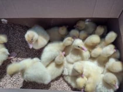 Акции «Белой птицы» вновь выставили на торги