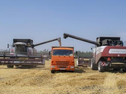 Жатва в Целинском районе: убрано более 80 тысяч гектаров