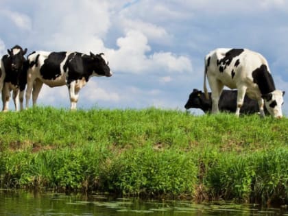 В Ростовской области на господдержку животноводства направили 600 млн рублей