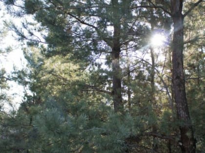 В лесах Ростовской области начался пожароопасный сезон