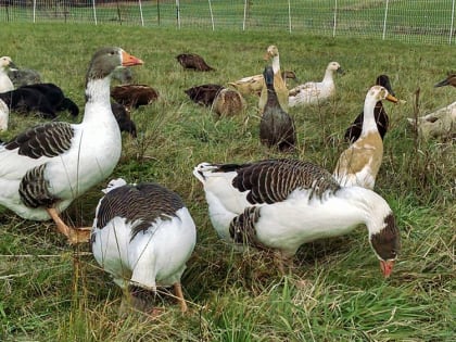 В одном из личных хозяйств Цимлянского района обнаружен птичий грипп