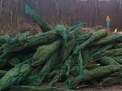 Свалку нераспроданных елок нашли жители в Ростовской области 1 января в 2022 году