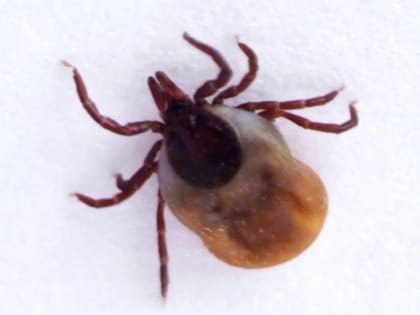 Пик активности клещей наступил в Ростовской области