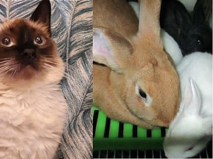 Зоолог ЮФУ рассказал о символах Нового года: котах и кроликах