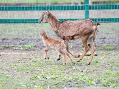 В Ростовском зоопарке родился маленький муфлон