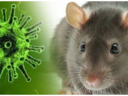 Внимание! Туляремия!