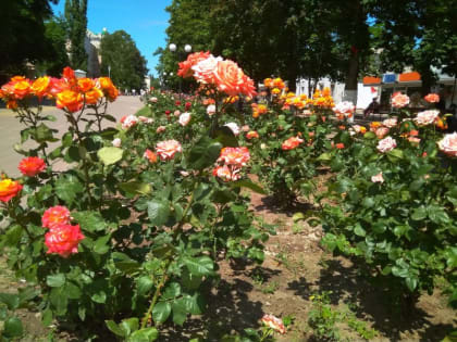 Шахтинцев ждут сильная жара и ветер