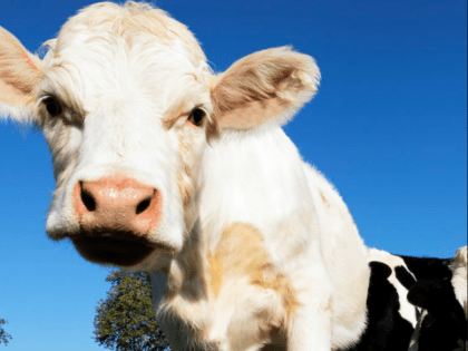 ДНК-тесты на отцовство для буренок будут делать в Ростове