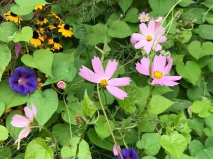 Последний день сентября порадует шахтинцев теплой и солнечной погодой