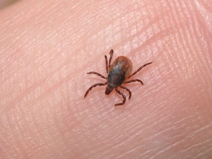 Первый случай клещевого боррелиоза за 2022 год зарегистрировали в Ростовской области